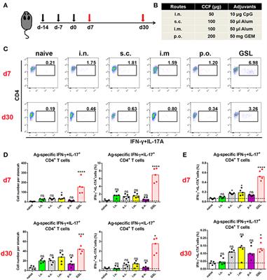 Gastric Subserous Vaccination With Helicobacter pylori Vaccine: An Attempt to Establish Tissue-Resident CD4+ Memory T Cells and Induce Prolonged Protection